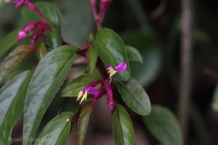 Sonerila tinnevelliensis